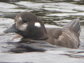 Harlequin Duck
